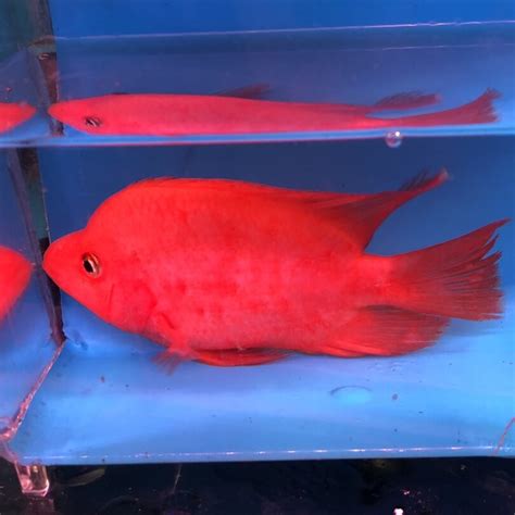 mammon fish|Super Red Mammons for Sale Online Mammon Dealers.